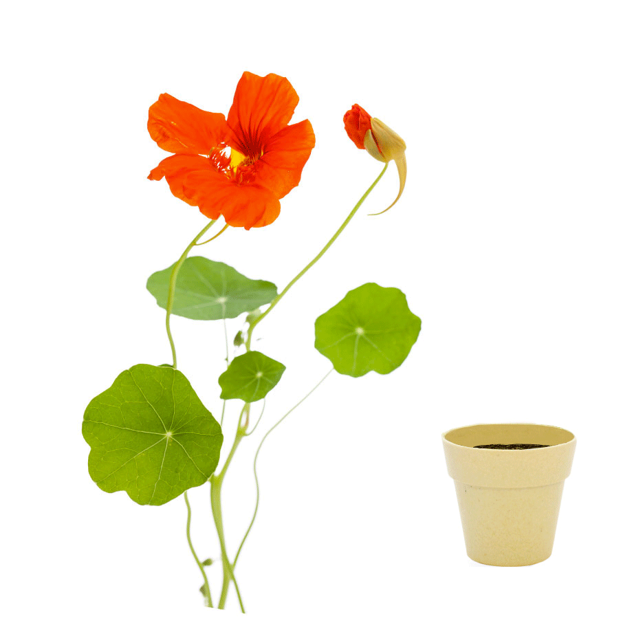 KIT DE PLANTATION BIODÉGRADABLE PERSONNALISÉ 'ARROSY'