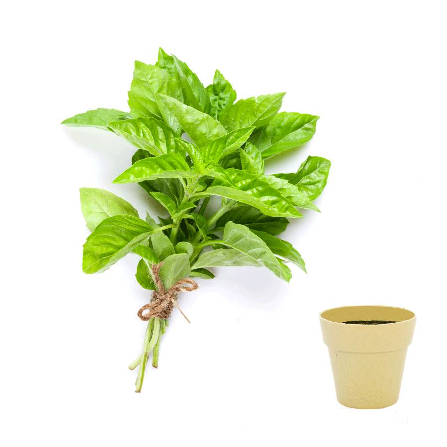 KIT DE PLANTATION BIODÉGRADABLE PERSONNALISÉ 'ARROSY'